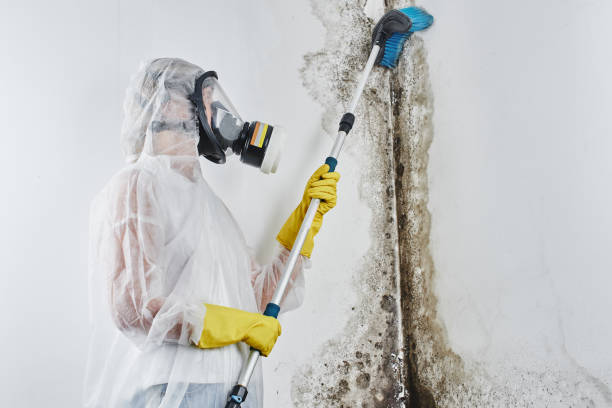 Best Mold Testing and Inspection Services in Oyster Bay Cove, NY
