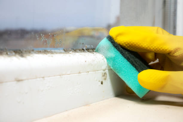 Best White Mold Remediation in Oyster Bay Cove, NY